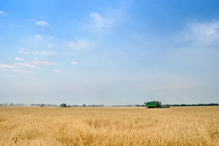 An image of a wide yellow rice field under a clear blue sky.